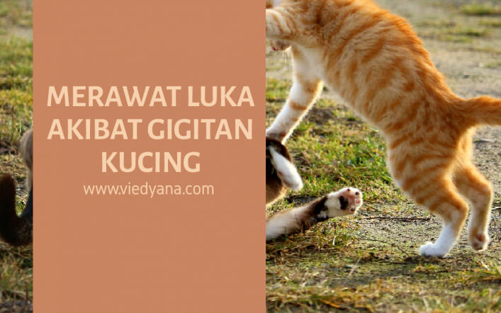 Merawat Luka Akibat Gigitan Kucing